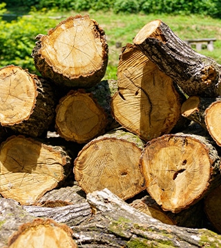 伐採された丸太が積み上げられた木材置き場、年輪が見える切り口