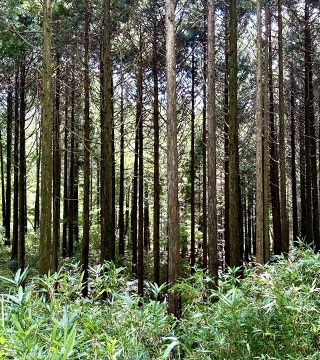 密集した針葉樹林と下草が生い茂る森林の風景