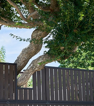 剪定ばさみで木の枝を剪定する作業風景